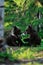 Brown bear cubs playing