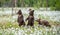 Brown bear cubs playing on the field among white flowers. Bear Cubs stands on its hind legs. Summer season. Scientific name: Ursus