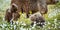 Brown bear cubs playing on the swamp in the forest.