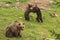 Brown bear cubs wrestling