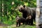 Brown bear with cups in the forest