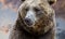 brown bear, detail of the majestic head with its hair and intense look on cloudy background at sunset