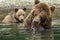 Brown bear does not want to share caught salmon with her cubs. Kurile Lake.