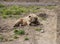 Brown bear in Domazhyr Bears sanctuary, Lviv, Ukraine