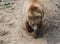 Brown bear in Domazhyr Bears sanctuary, Lviv, Ukraine