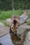 A Brown bear drinking