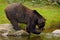 Brown bear drinking water. Brown bear, Ursus arctos, sitting on the stone, near the water pond. Brow bear in the water. Big brown