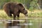 Brown bear drinking water at summer