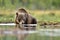 Brown bear drinking water at summer evening