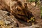 Brown bear eating apples