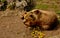 Brown bear eating apples