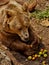 Brown bear eating apples