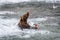 Brown bear eating a fresh caught salmon in the Brooks River, with gull waiting for scraps, Katmai National Park, Alaska, USA