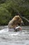 Brown bear eating salmon