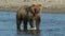 Brown bear eating salmon