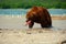 Brown bear eating wild salmon