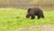 Brown bear eats fresh green grass