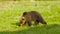 Brown bear eats fresh green grass