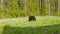 Brown bear eats fresh green grass