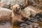 Brown bear enjoying the pleasures of a bath