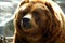 Brown bear face close up