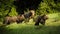 Brown bear family with dangerous mother and young cubs approaching in spring.