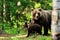 Brown bear family in forest