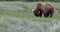 Brown bear feeding in meadow