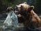 Brown bear fighting with a plastic bag