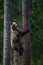 Brown bear in Finland forest