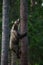 Brown bear in Finland forest climbing tree