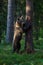 Brown bear in Finland forest climbing tree