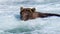 Brown bear fishing in the Brooks River, just below Brooks Falls, Katmai National Park, Alaska, USA