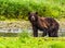 A Brown Bear Fishing on a Coastal River