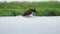 Brown bear fishing in a river. A powerful and nimble predator