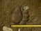 Brown bear, footprint