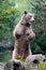 Brown bear in the forest