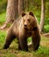 Brown bear in the forest