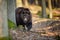 Brown bear in forest