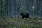 Brown bear in the forest late in the evening. Bear in forest landscape