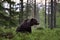 Brown bear in forest at summer midnight