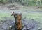 Brown bear in forest,Ursus arctos Salt lick place salt cube for feeding forest animals