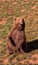 Brown bear on green grass