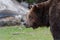 Brown Bear in Grouse Mountain Vancouver