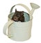 Brown Bear Hamster & Watering Can