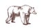 Brown bear hand drawn with contour lines on white background. Detailed realistic drawing of carnivorous wild animal