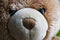 Brown bear head plush toy close up