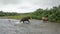 Brown bear hunts for salmon running and jumping in the water-004