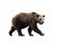 brown bear isolated white background pictures