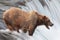 Brown bear, Katmai waterfall, Alaska